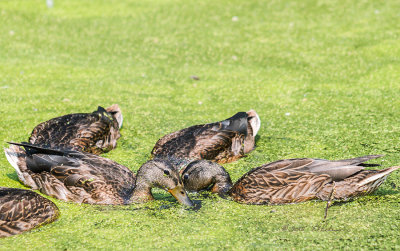 As a kid coming to the table and digging into the meal, I can remember mom saying Slow down, come up for air. This group was really going after the meal and had to literally come up for air, but just long enough to take a breath.

An image may be purchased at http://edward-peterson.artistwebsites.com/featured/mallards-coming-up-for-air-edward-peterson.html