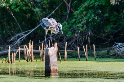 I have always assumed the concrete post was some kind of survey marker, but not sure. Anyway it makes for a nice posing structure.

An image may be purchased at http://edward-peterson.artistwebsites.com/featured/great-blue-heron-posed-edward-peterson.html