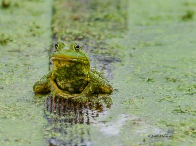 Late in the season and the Duck Weed has taken over so it is hard to find the frogs in the water. This one just happened to be setting on a plank and was a good size. It funny to see them covered with the Duck Weed.

An image may be purchased at http://edward-peterson.artistwebsites.com/featured/frog-on-a-plank-edward-peterson.html