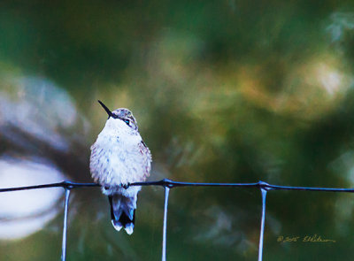 The cool mornings of September causes this female Ruby-throated Hummingbird to puff up her feathers trying to stay warm

An image may be purchased at http://edward-peterson.artistwebsites.com/featured/ruby-throated-hummingbird-staying-warm-edward-peterson.html