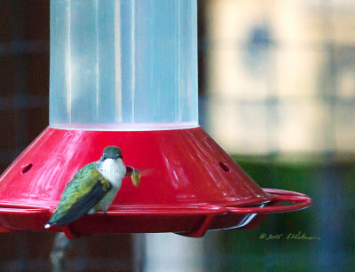 t is a cool morning and this little lady is getting her nourishment for the day as it takes a lot to keep those little wings flapping.

An image may be purchased at http://edward-peterson.artistwebsites.com/featured/ruby-throated-hummingbird-at-feeder-edward-peterson.html