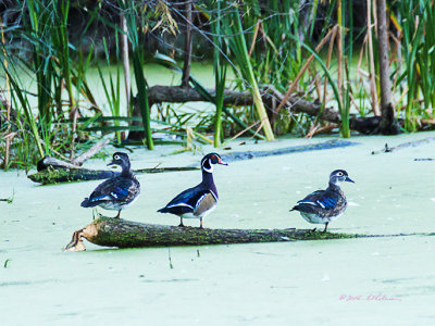 The season is coming to an end which means the young Wood Ducks are getting their adult feathers and coloring. While there are still family groups it won't be long until they take flight south for the winter.

An image may be purchased at http://fineartamerica.com/featured/wood-ducks-all-grown-up-edward-peterson.html?newartwork=true