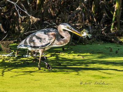 The fish didn't catch the Great Blue Heron, that would have been something. I'm not sure how they where the fish is with the amount of duckweed floating on the water but I saw him pull three out of the water.

An image may be purchased at http://edward-peterson.artistwebsites.com/featured/fish-catches-a-great-blue-heron-edward-peterson.html