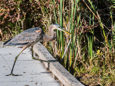 This Great Blue Heron isn't very afraid of people if you move slowly when around him. He had been fishing to the left of the boardwalk when he decided the other side was better for fishing. Watched him fly up to the boardwalk, walk across it and then jumping down into the water. Saw him pull two fish out.

An image may be purchased at http://edward-peterson.artistwebsites.com/featured/great-blue-heron-boardwalk-edward-peterson.html