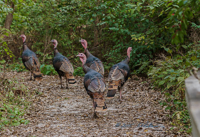 It is getting close to Thanksgiving and these guys aren't too nervous yet but they did keep an eye on me. As long as this flock of Wild Turkeys stay in Heron Heaven they are safe.


An image may be purchased at http://edward-peterson.artistwebsites.com/featured/wild-turkey-flock-edward-peterson.html