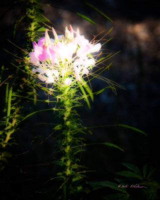 A fall flower can really standout. This one was in the shade due to the early setting sun but the flower was just catching some light.

An image may be purchased at http://edward-peterson.artistwebsites.com/featured/3-fall-flower-edward-peterson.html