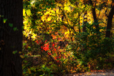 Before the barren landscape of winter comes autumn big burst of color! With the leaves falling more sunlight is getting thru the canopy.

An image may be purchased at http://edward-peterson.artistwebsites.com/featured/autumn-color-edward-peterson.html