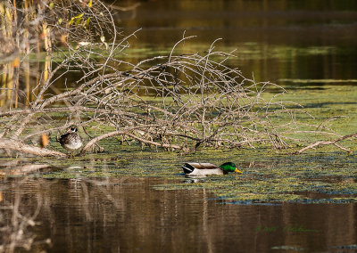 A young male Wood Duck setting off to the side in the brush. He hasn't gotten his full male color and growth yet. Meanwhile a male Mallard swims by. These two are some of the most colorful ducks one can see in the fall.

An image may be purchased at http://fineartamerica.com/featured/wood-duck-and-mallard-edward-peterson.html