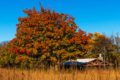 While exploring Waubonsie State Park I found this tree in the process of turning red.

An image may be purchased at http://edward-peterson.artistwebsites.com/featured/1-autumn-red-edward-peterson.html
