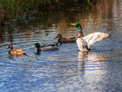 The wetlands seem to be picking up a number of Mallards. I assume the increase is from the migration from the summer regions. Here one of the males seem to be stretching his wings in the clam waters of the oxbow.

An image may be purchased at http://edward-peterson.artistwebsites.com/featured/mallard-flap-edward-peterson.html