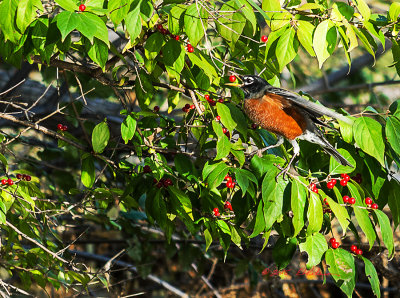 A little repositioning and this Robin is back picking the best fruit for his evening meal.

An image may be purchased at http://edward-peterson.artistwebsites.com/featured/robin-and-berries-ii-edward-peterson.html