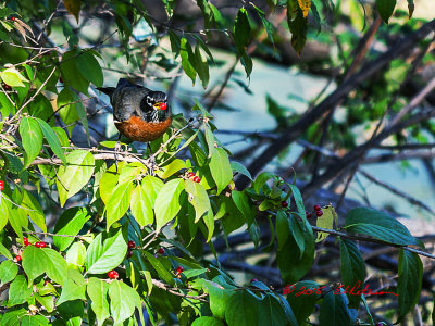 The berries have been growing all summer and now that fall is here they have turned a bright red. This Robin is taking advantage by giving up the worms for a little fresh fruit.

An image may be purchased at http://edward-peterson.artistwebsites.com/featured/robin-and-berries-edward-peterson.html