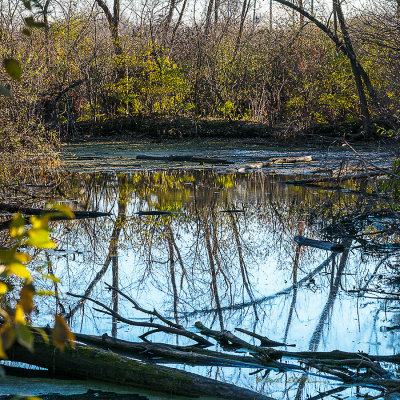 Just take a walk in a wetland on a sunny fall day and the sites just seem to magnify before your eyes. Each season has its beauty.

An image may be purchased at http://edward-peterson.artistwebsites.com/featured/wetland-reflections-edward-peterson.html