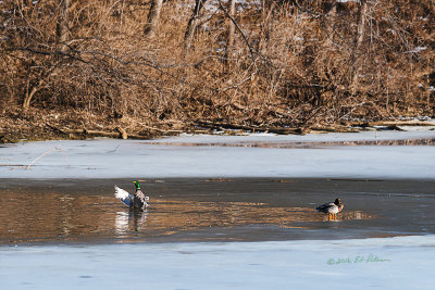 A nice warm winter day and the Mallards are taking advantage of the fine weather. There were several of them bathing and just having a great time.

An image may be purchased at http://edward-peterson.pixels.com/featured/mallard-winter-break-edward-peterson.html