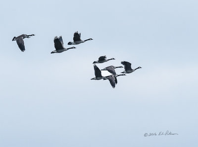 A flock of Canada Geese in flight is always something to see.

An image may be purchased at http://fineartamerica.com/featured/canada-geese-flight-edward-peterson.html