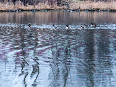 Early spring or late winter the Canada Geese come back to Heron Heaven to start looking for their nesting spot. What had been pretty quiet during the winter months is starting to become very noisy. While there were a few runs today, soon there will be some big fights.

An image may be purchased at http://fineartamerica.com/featured/canada-geese-back-home-edward-peterson.html