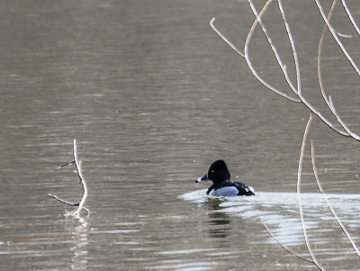 Only get a look of the Ring-necked Duck when they rest up on their migration north. They really have bright eyes and it is fun to watch them disappear from the surface when they disappear.

An image may be purchased at http://edward-peterson.pixels.com/featured/ring-necked-duck-swiming-edward-peterson.html