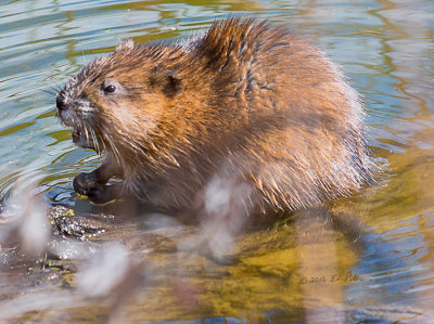 I just like watching these guys swim and eat.  They seem to be getting use to people being around.