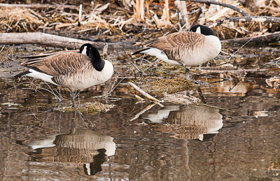 A pair of Canada Geese waiting for the nesting season to begin as spring is arriving. Small fights have broken out but they will become more frequent once the nesting has begun. Here a pair are resting and enjoying the nice weather.

An image may be purchased at http://edward-peterson.pixels.com/featured/canada-geese-edward-peterson.html