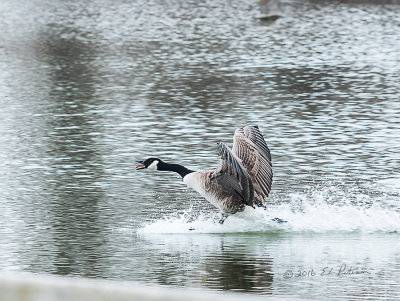 It is always fun watching Canada Geese coming in for a landing. Landing gear down, loud, wings arched and a big splash!

An image may be purchased at http://edward-peterson.pixels.com/featured/canada-goose-landing-2-edward-peterson.html