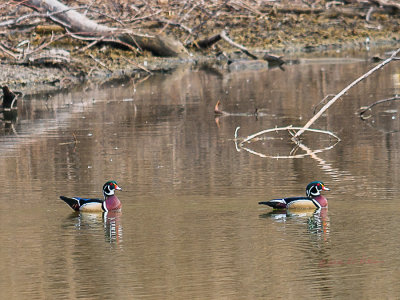 Spring is arriving and so have the Wood Ducks. The males are always so colorful!

An image may be purchased at http://fineartamerica.com/featured/male-wood-ducks-edward-peterson.html