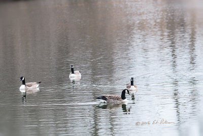 Taking a relaxing swim before the family arrives.

An image may be purchased at http://edward-peterson.pixels.com/featured/canada-geese-swing-edward-peterson.html