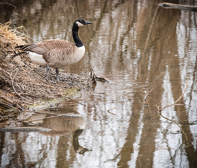Springtime is here and nesting locations are being claimed. Naturally, beachfront locations are the best.

http://edward-peterson.pixels.com/featured/canada-geese-reflection-edward-peterson.html