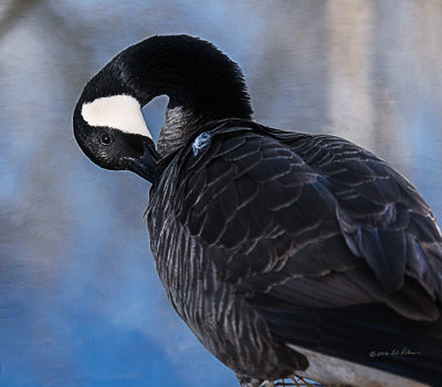 Close-up of the Canada Goose preening itself.

An image may be purchased at http://edward-peterson.pixels.com/featured/canada-goose-preening-edward-peterson.html