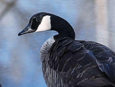 Canada Goose looking good after a preening effort.

An image may be purchased at http://edward-peterson.pixels.com/featured/canada-goose-preening-3-edward-peterson.html