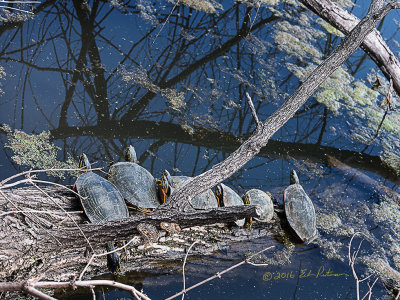 It might be hard to believe but these Painted Turtles had a dance line going. I was hoping to catch some blur in the photo but they just moved to slow for that to happen.

An image may be purchased at http://edward-peterson.pixels.com/featured/painted-turtle-dance-line-edward-peterson.html