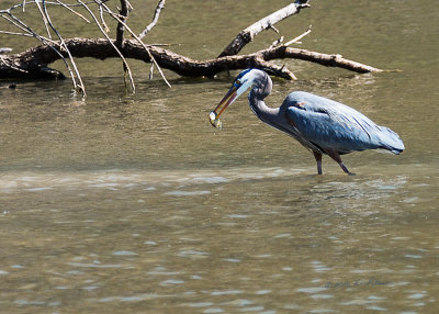 A new spring and the Great Blue Heron has arrived at Heron Haven. He was getting some late lunch. It is amazing how long they stand still waiting for a fish to come within striking distance.

An image may be purchased at http://edward-peterson.pixels.com/featured/great-blue-heron-dinning-edward-peterson.html