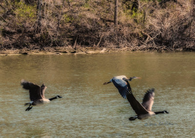 The Canada Geese have been pairing up and the Great Blue Heron has arrived. These two Canada Geese spooked the Great Blue and off they went.

An image may be purchased at http://edward-peterson.pixels.com/featured/great-blue-heron-and-canada-geese-in-flight-edward-peterson.html
