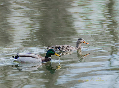 Looks like a Mallard family has moved into the neighborhood and soon there should be some little ones swimming all over.

An image may be purchased at http://edward-peterson.pixels.com/featured/millard-family-edward-peterson.html