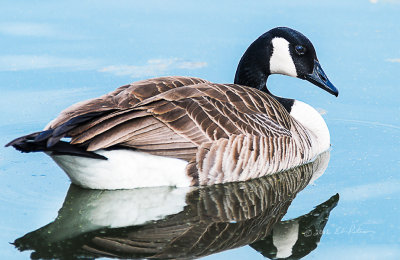 This Canada Goose was hanging close to the nesting site the pair have picked out.

An image may be purchased at http://edward-peterson.pixels.com/featured/1-canada-geese-in-spring-edward-peterson.html