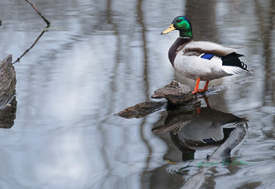 The male Mallard are so colorful and are usually very shy and take flight very quickly but this one seemed content.

An image may be purchased at http://edward-peterson.pixels.com/featured/mallard-drake-edward-peterson.html