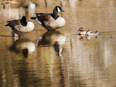 Had snow last night and it is cold today but, the wetlands were still full of Canada Geese and a pair of Green-winged Teal. The Green-wing Teal are a small duck and next to the Canada Geese, they look even smaller.

An image may be purchased at http://fineartamerica.com/featured/millards-and-green-wing-teal-edward-peterson.html?fb_ref=Default