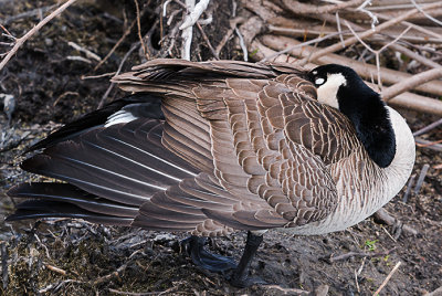 It is always amazing how a Canada Goose can catch a few Zzzz's.

An image may be purchased at http://edward-peterson.pixels.com/featured/canada-goose-asleep-edward-peterson.html
