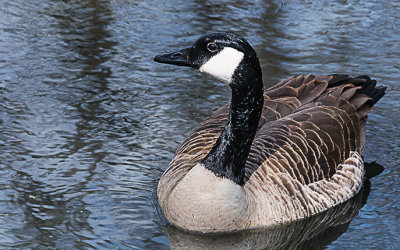 The Canada Goose always seem a little friendly, until they have their nest built.

An image be purchased at http://edward-peterson.pixels.com/featured/canada-goose-swiming-edward-peterson.html