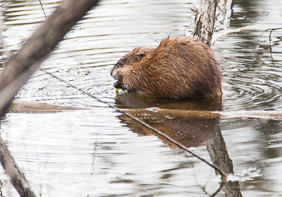 Muskrat eating a meal of greens.

An image may be purchased at http://edward-peterson.pixels.com/featured/muskrat-spring-meal-edward-peterson.html