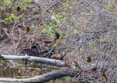 A flock of Cedar Waxwings eating last years berries. The neat thing about these colorful little birds is they are always in a flock, which makes it easy to spot them.

An image may be purchased at http://edward-peterson.pixels.com/featured/cedar-waxwings-feeding-edward-peterson.html