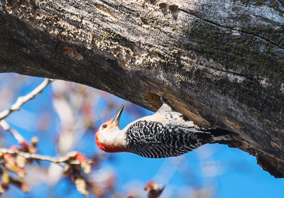 Red-bellied Woodpecker is working on a new home in a dead tree. This dead tree is high value property. Just up the limb a Yellow-shafted Northern Flicker and a couple of years ago I watch Red-headed Woodpeckers raise a family. As the nest is built on the underside of the limb I just hope they don't fall out. Hope I get to see the little ones.

An image may be purchased at http://edward-peterson.pixels.com/featured/red-bellied-woodpecker-house-building-edward-peterson.html