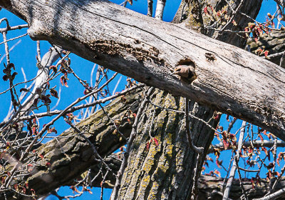 A very popular location for woodpeckers. Here a Yellow-shafted Northern Flicker seems to have her nest completed in this dead tree limb. She is just up the limb from a Red-headed Woodpecker. A couple of years ago this tree housed a family of Red-headed Woodpeckers. Maybe I will get some shots of the young ones in time.

An image may be purchased at http://edward-peterson.pixels.com/featured/yellow-shafted-northern-flicker-nest-building-edward-peterson.html