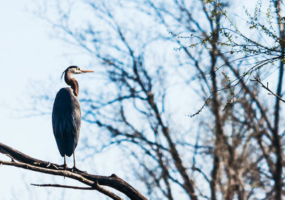 When the Great Blue Heron sets with his back to you it makes me think he has a robe draped over his shoulder.

An image may be purchased at http://edward-peterson.pixels.com/featured/great-blue-heron-sitting-in-a-tree-edward-peterson.html