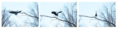 The legs always stand out on a Great Blue Heron. Here this one comes in for a landing on a dead tree limb.

An image may be purchased at http://edward-peterson.pixels.com/featured/great-blue-heron-landing-edward-peterson.html