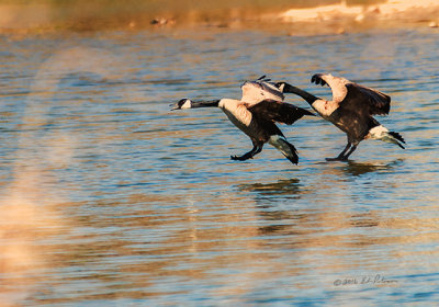 It is always fun to watch a pair of Canada Geese coming in for a landing. They weren't landing for a swim but to protect their nesting site. It is mating season and a nesting spot is very important.

An image may be purchased at http://edward-peterson.pixels.com/featured/canada-geese-flight-home-edward-peterson.html