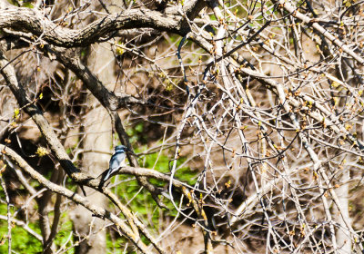It is funny how you can hear a Kingfisher before you can see them and they are quick. If you look closely you can see the fish in his mouth and watching them beat it about before swallowing his meal is something I find very amazing.

An image may be purchased at http://edward-peterson.pixels.com/featured/kingfisher-meal-edward-peterson.html