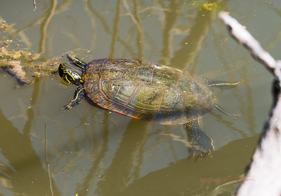 Painted Turtles are often grouped together on the logs but here one is just relaxing in the water.

An image may be purchased at http://edward-peterson.pixels.com/featured/painted-turtle-relaxing-edward-peterson.html