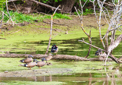 There have been a lot of ducks other than the Canada Geese but today spotted the Green-winged Teal and a pair of Wood Ducks in the same scene. Hope they stay to raise a family. Watching the little Wood Ducks is always fun.

An image may be purchased at http://edward-peterson.pixels.com/featured/wood-ducks-and-green-winged-teal-edward-peterson.html
