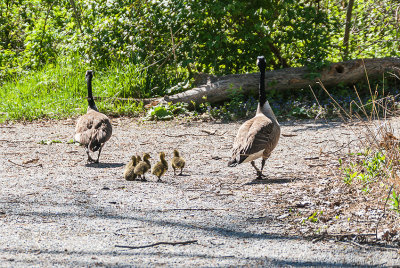 A new year is well underway. It is always great to see a wildlife family doing what they do. This family swam up the waterway, climbed out to the path, took a walk around the neighborhood and then ended up back in the nest asleep. These are just a few days old. This group has a lot to learn over the next couple of months.

An image may be purchased at http://edward-peterson.pixels.com/featured/canada-geese-family-walk-edward-peterson.html