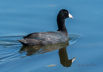 This American Coot had been resting resting at the corner of the boardwalk and as I approached he swam off.

An image may be purchased at http://edward-peterson.pixels.com/featured/1-american-coot-swiming-edward-peterson.html